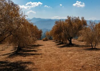 Το πρόγραμμα της εκδήλωσης “Ξαναφυτεύουμε τους ελαιώνες της Αρχαίας Ολυμπίας”