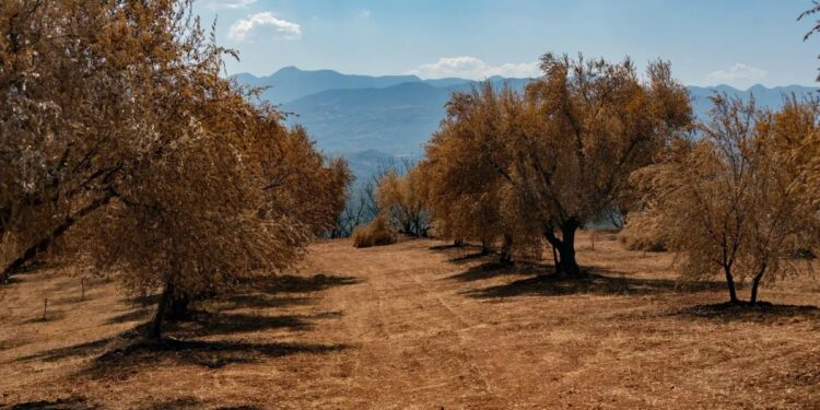 Το πρόγραμμα της εκδήλωσης “Ξαναφυτεύουμε τους ελαιώνες της Αρχαίας Ολυμπίας”