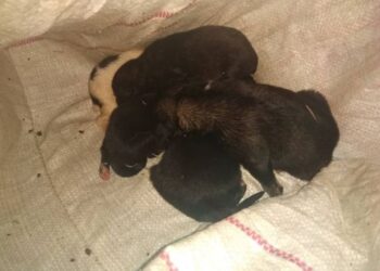 ΑΜΑΛΙΑΔΑ:  Άνδρας μετέφερε σε καρότσα αυτοκινήτου, πέντε κουτάβια νεαρής ηλικίας, μέσα σε σάκο (τσουβάλι), παραβιάζοντας  τους κανόνες ευζωίας τους