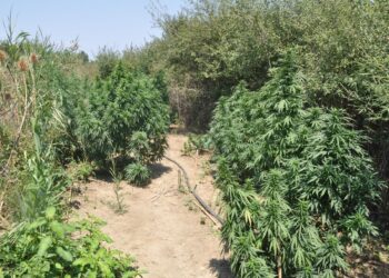 Συνελήφθη επ΄ αυτοφώρω καλλιεργητής ναρκωτικών στην Ηλεία