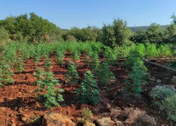 Αποκαλύφθηκε φυτεία 4.325 δενδρυλλίων κάνναβης στην Ανδρίτσαινα (φωτος)