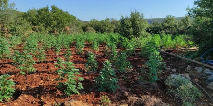 Αποκαλύφθηκε φυτεία 4.325 δενδρυλλίων κάνναβης στην Ανδρίτσαινα (φωτος)