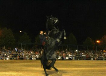 Στην τελική ευθεία για την 88η Ιππική Έκθεσης Ανδραβίδας