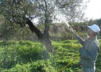 Π.Ε. ΗΛΕΙΑΣ – ΔΙΕΥΘΥΝΣΗ ΚΤΗΝΙΑΤΡΙΚΗΣ: Εισφορά Δακοκτονίας για το ελαιοκομικό έτος 2022 -2023