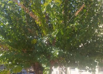 ΔΗΜΟΣ ΠΥΡΓΟΥ: Ενέργειες για την καταπολέμηση του σκαθαριού που πλήττει τις μουριές στον Πύργο