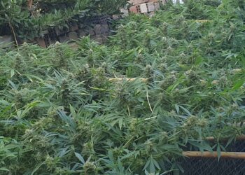 Συνελήφθη ημεδαπός άνδρας στην Ηλεία για καλλιέργεια και κατοχή ναρκωτικών