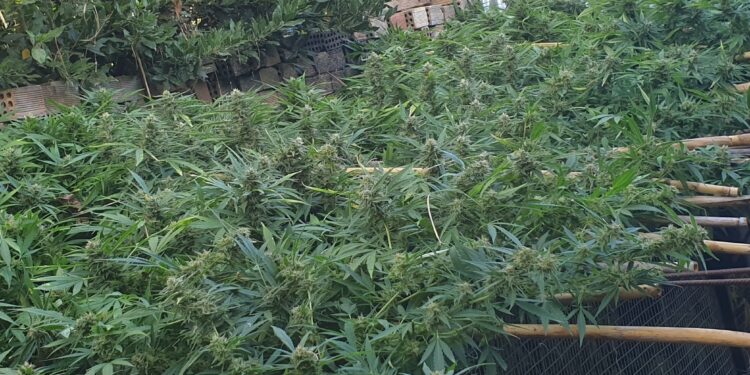 Συνελήφθη ημεδαπός άνδρας στην Ηλεία για καλλιέργεια και κατοχή ναρκωτικών
