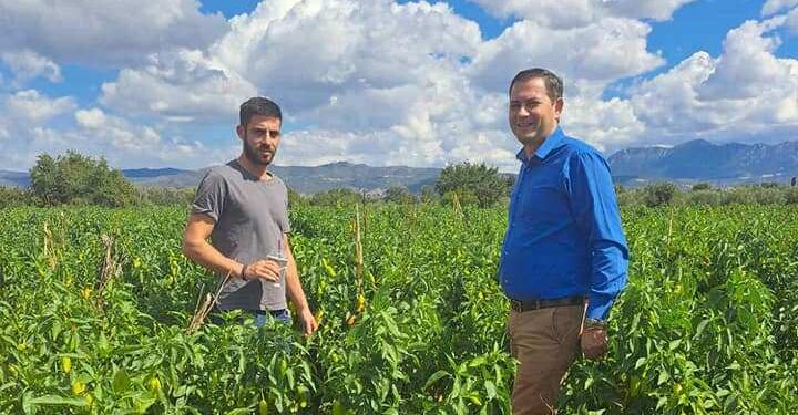 Επιβεβλημένη η προστασία της καλλιέργειας πράσινης πιπεριάς στις Περιφερειακές Ενότητες Αχαΐας – Ηλείας
