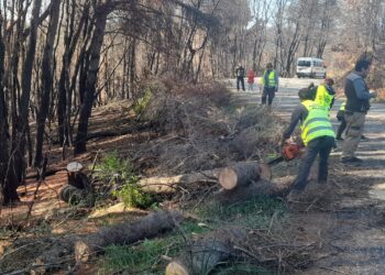 Απομάκρυνση καμένων επικίνδυνων δέντρων
