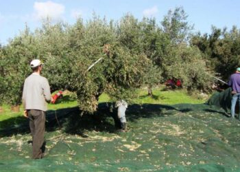 Π.Ε. ΗΛΕΙΑΣ: Οδηγίες προς τους ελαιοπαραγωγούς!