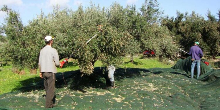 Π.Ε. ΗΛΕΙΑΣ: Οδηγίες προς τους ελαιοπαραγωγούς!