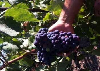 Π.Ε. ΗΛΕΙΑΣ  – ΔΙΕΥΘΥΝΣΗ ΚΤΗΝΙΑΤΡΙΚΗΣ: Υποβολή δηλώσεων συγκομιδής για την αμπελοοινική περίοδο 2022-2023