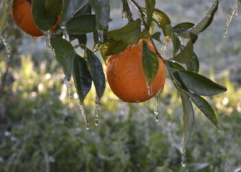 “Χαριστική βολή”  στις καλλιέργειες  από τον ισχυρό παγετό