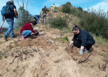 Αρκετά επιτυχημένη η αναδάσωση στην Αρχαία Ολυμπία