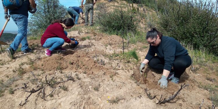 Αρκετά επιτυχημένη η αναδάσωση στην Αρχαία Ολυμπία
