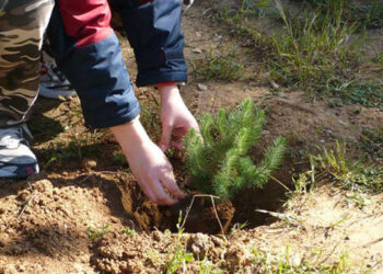 Δενδροφύτευση την Κυριακή στην Αρχαία Ολυμπία