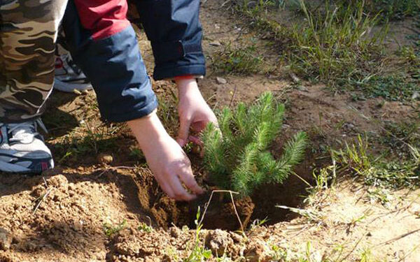 Δενδροφύτευση την Κυριακή στην Αρχαία Ολυμπία
