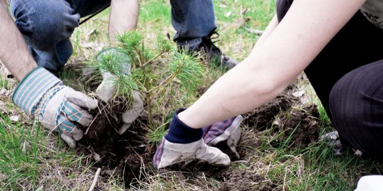 Αναβάλλεται η δενδροφύτευση στην Αρχαία Ολυμπία