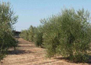 Π.Ε. ΗΛΕΙΑΣ – ΔΙΕΥΘΥΝΣΗ ΚΤΗΝΙΑΤΡΙΚΗΣ: Τεχνικό δελτίο διαχείρισης της ελιάς κατά την Εαρινή περίοδο
