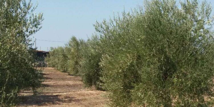 Π.Ε. ΗΛΕΙΑΣ – ΔΙΕΥΘΥΝΣΗ ΚΤΗΝΙΑΤΡΙΚΗΣ: Τεχνικό δελτίο διαχείρισης της ελιάς κατά την Εαρινή περίοδο