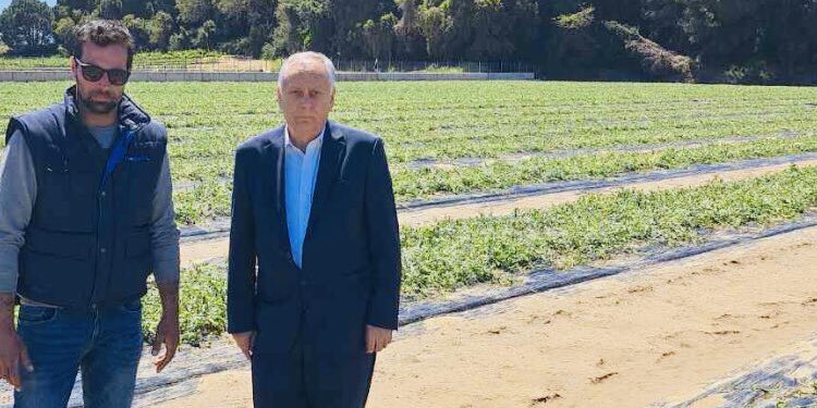 ΝΙΚΟΣ ΚΑΛΑΚΟΣ: “Άμεσες και επαρκείς αποζημιώσεις στους χαλαζόπληκτους παραγωγούς της Ηλείας”