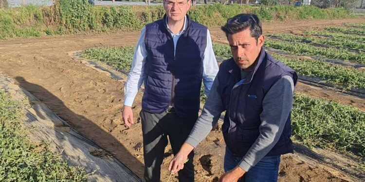 ΔΙΟΝΥΣΗΣ ΚΑΛΑΜΑΤΙΑΝΟΣ: “Άμεση εκτίμηση και αποζημίωση των πληγέντων αγροτών”