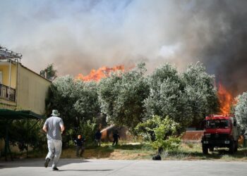 Εκτιμήσεις από τον ΕΛΓΑ Πατρών για ζημιές από πυρκαγιά του 2022