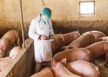 Μέτρα κατά της αφρικανικής πανώλης