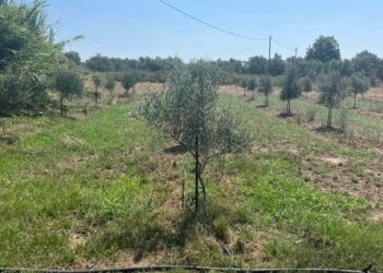 ΔΗΜΟΣ ΑΝΔΡΑΒΙΔΑΣ – ΚΥΛΛΗΝΗΣ: Ξεκίνησε η ΕΠΙΒΟΛΗ ΠΡΟΣΤΙΜΩΝ και η ΔΙΑΚΟΠΗ ΠΑΡΑΝΟΜΩΝ ΠΑΡΟΧΩΝ