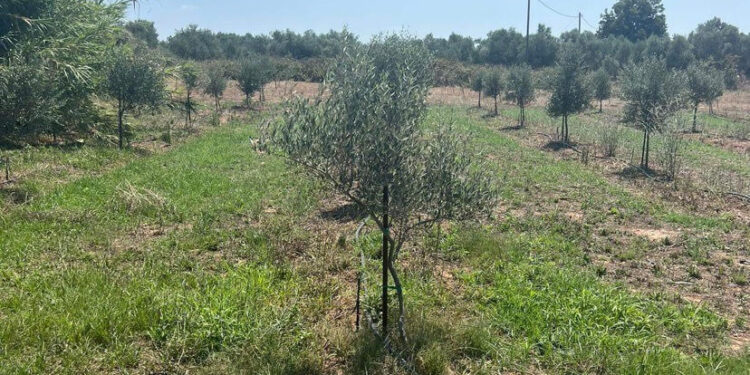 ΔΗΜΟΣ ΑΝΔΡΑΒΙΔΑΣ – ΚΥΛΛΗΝΗΣ: Ξεκίνησε η ΕΠΙΒΟΛΗ ΠΡΟΣΤΙΜΩΝ και η ΔΙΑΚΟΠΗ ΠΑΡΑΝΟΜΩΝ ΠΑΡΟΧΩΝ