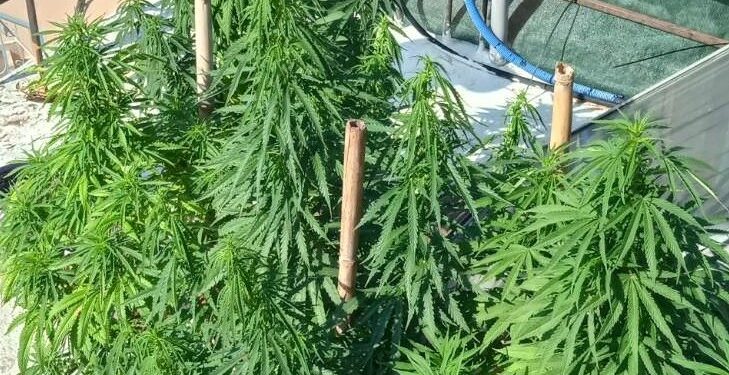 Συνελήφθη άνδρας για καλλιέργεια και κατοχή ναρκωτικών στην Ηλεία