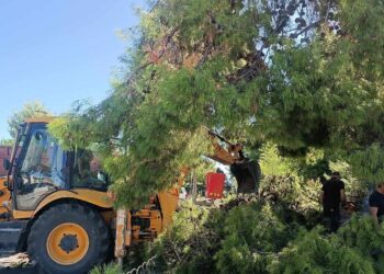 Κλαδεύτηκαν τα επικίνδυνα πεύκα στο λόφο του Επαρχείου