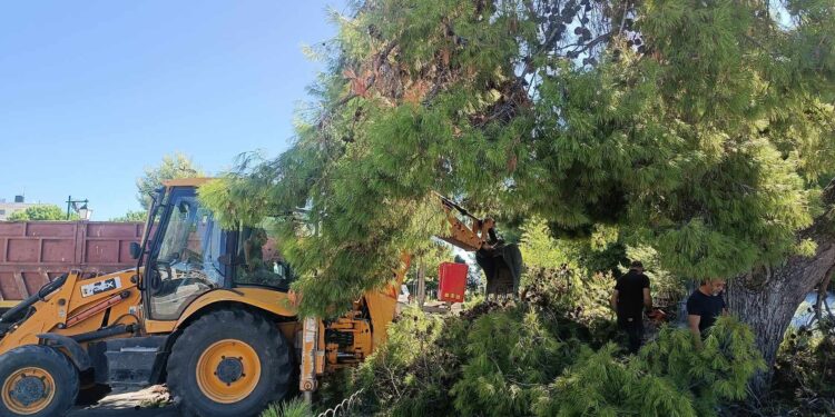Κλαδεύτηκαν τα επικίνδυνα πεύκα στο λόφο του Επαρχείου