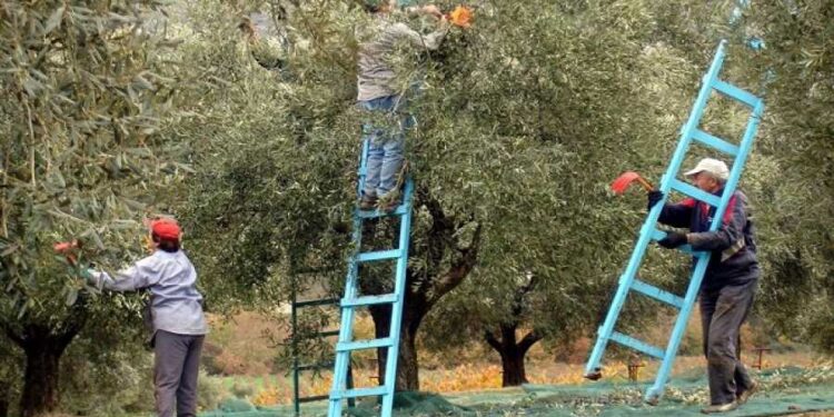 Π.Ε. ΗΛΕΙΑΣ – ΔΙΕΥΘΥΝΣΗ ΑΓΡΟΤΙΚΗΣ ΑΝΑΠΤΥΞΗΣ: Εισφορά Δακοκτονίας για το ελαιοκομικό έτος 2023 -2024