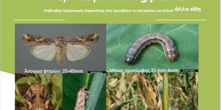 Π.Ε ΗΛΕΙΑΣ – ΔΙΕΥΘΥΝΣΗ ΑΓΡΟΤΙΚΗΣ ΑΝΑΠΤΥΞΗΣ: Ενημέρωση για τον επιβλαβή οργανισμό Spodoptera frugiperda (Smith)