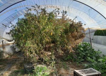 Συνελήφθη άνδρας στην Ηλεία για καλλιέργεια και κατοχή ναρκωτικών
