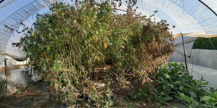 Συνελήφθη άνδρας στην Ηλεία για καλλιέργεια και κατοχή ναρκωτικών