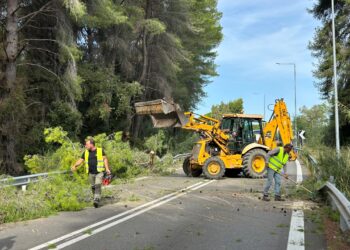 Ξεκίνησαν υλοτομικές εργασίες απομάκρυνσης επικίνδυνων πεύκων