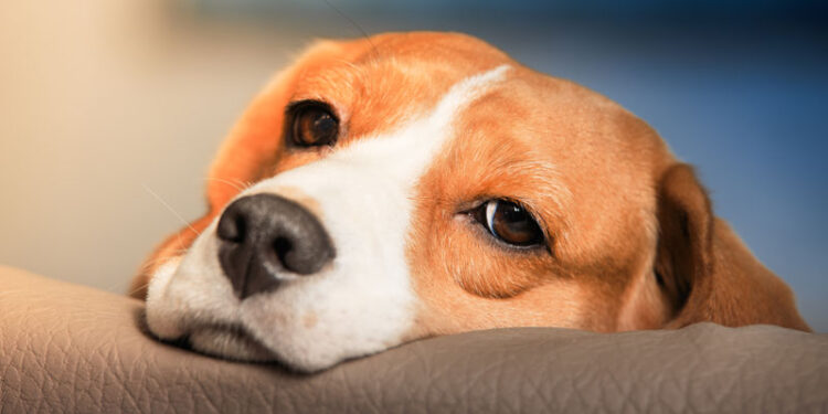 ΠΥΡΓΟΣ: Σύλληψη για παράβαση της νομοθεσίας περί νέου πλαισίου για την ευζωία των ζώων συντροφιάς