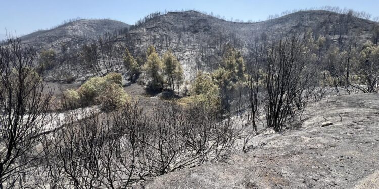 ΔΗΜΟΣ ΗΛΙΔΑΣ: Ξεκίνησε η κατάθεση των αιτήσεων για τους πυρόπληκτους του Δήμου Ήλιδας στις δημοτικές υπηρεσίες του Σιμόπουλου