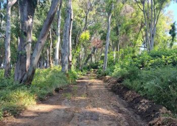 ΔΗΜΟΣ ΑΝΔΡΑΒΙΔΑΣ – ΚΥΛΛΗΝΗΣ: Εγκρίθηκε χρηματοδότηση ύψους 100.000 ευρώ για την δημιουργία ζωνών πυροπροστασίας