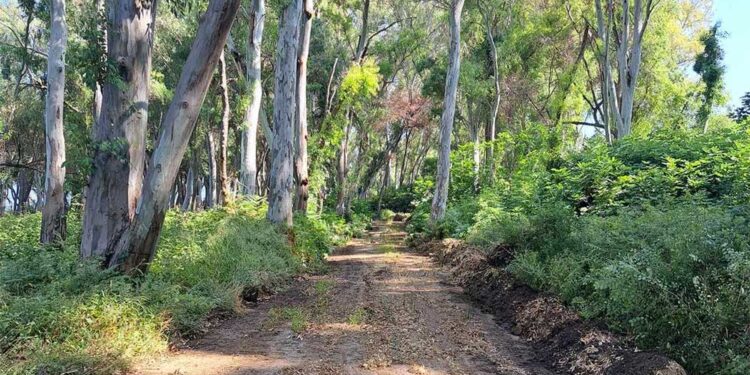 ΔΗΜΟΣ ΑΝΔΡΑΒΙΔΑΣ – ΚΥΛΛΗΝΗΣ: Εγκρίθηκε χρηματοδότηση ύψους 100.000 ευρώ για την δημιουργία ζωνών πυροπροστασίας