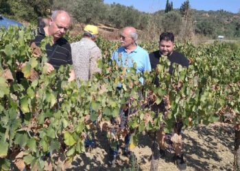 Μεγάλες καταστροφές σε σταφίδα και αμπέλια