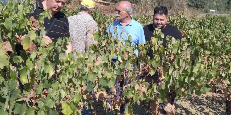Μεγάλες καταστροφές σε σταφίδα και αμπέλια