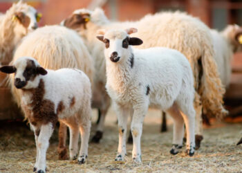 ΠΕΡΙΦΕΡΕΙΑ ΔΥΤΙΚΗΣ ΕΛΛΑΔΑΣ: Πρόσκληση ενδιαφέροντος για εκπαίδευση κτηνοτρόφων από την Δ/νση Κτηνιατρικής της ΠΔΕ