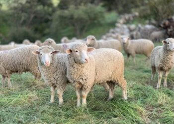 ΠΕΡΙΦΕΡΕΙΑ ΔΥΤΙΚΗΣ ΕΛΛΑΔΑΣ: Ελαφρύνσεις περιορισμών λόγω της πανώλης των μικρών μηρυκαστικών