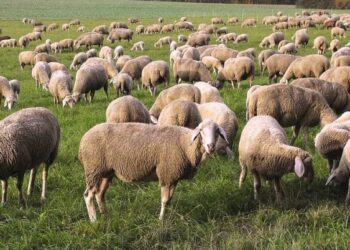 ΠΕΡΙΦΕΡΕΙΑ ΔΥΤΙΚΗΣ ΕΛΛΑΔΑΣ: Μειώνονται οι περιορισμοί που έχουν επιβληθεί στην Περιφέρεια Δυτικής Ελλάδας λόγω της πανώλης των μικρών μηρυκαστικών