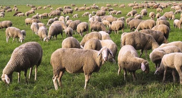 ΠΕΡΙΦΕΡΕΙΑ ΔΥΤΙΚΗΣ ΕΛΛΑΔΑΣ: Μειώνονται οι περιορισμοί που έχουν επιβληθεί στην Περιφέρεια Δυτικής Ελλάδας λόγω της πανώλης των μικρών μηρυκαστικών