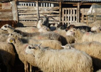 ΠΕΡΙΦΕΡΕΙΑ ΔΥΤΙΚΗΣ ΕΛΛΑΔΑΣ: Ισχυρές συστάσεις  της κτηνιατρικής προς τους κτηνοτρόφους,  για την αποφυγή  καταρροϊκού πυρετού σε μηρυκαστικά