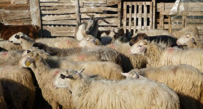 ΠΕΡΙΦΕΡΕΙΑ ΔΥΤΙΚΗΣ ΕΛΛΑΔΑΣ: Ισχυρές συστάσεις  της κτηνιατρικής προς τους κτηνοτρόφους,  για την αποφυγή  καταρροϊκού πυρετού σε μηρυκαστικά